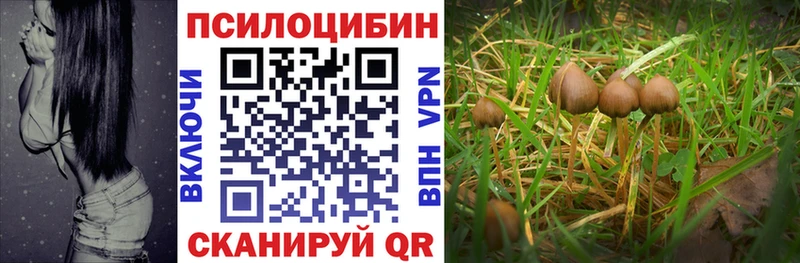 Купить закладки  Алексин  Галлюциногенные грибы мицелий 